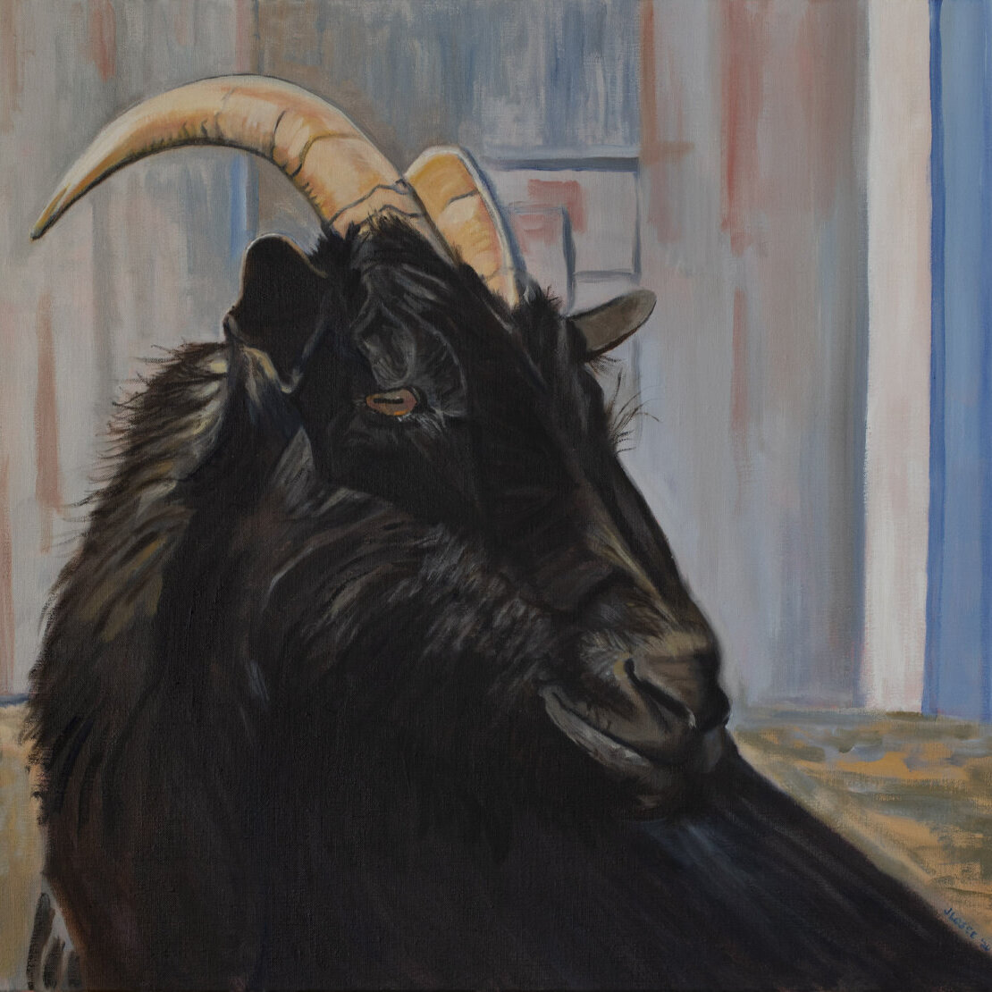 Black Icelandic Cashmere Goat Oil Painting
