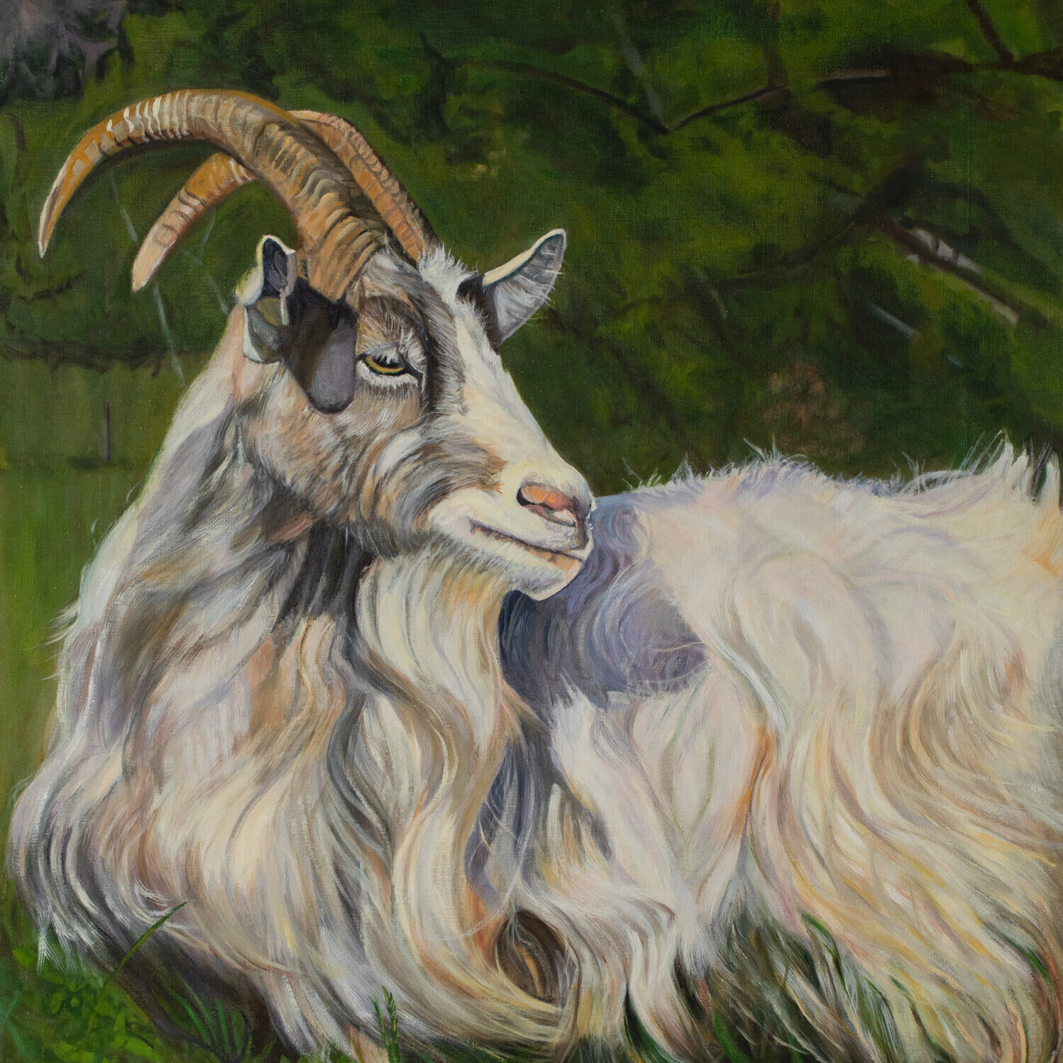 Painting Icelandic Cashmere Goat Beau Preservation Farm
