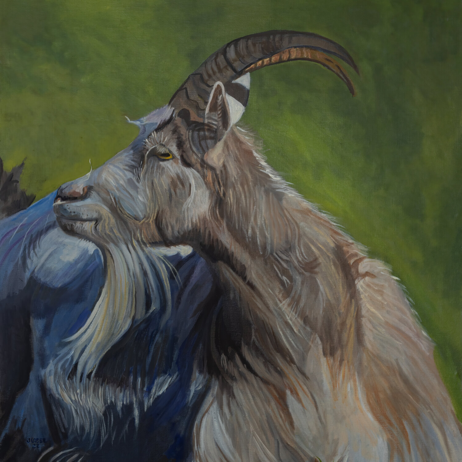 Image of the Icelandic Cashmere Goat