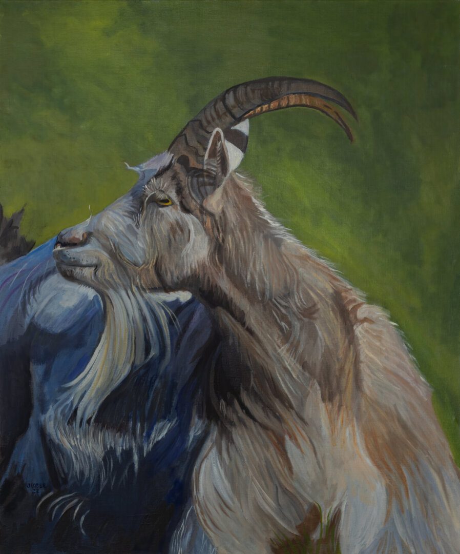 Image of the Icelandic Cashmere Goat