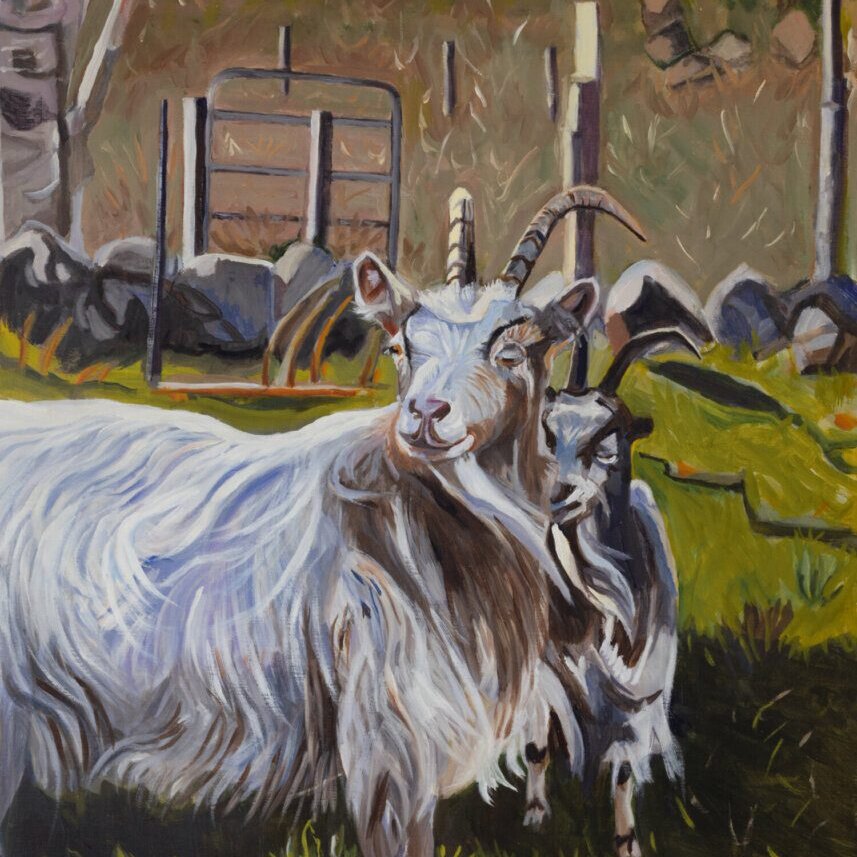 Icelandic Cashmere Goats Painting