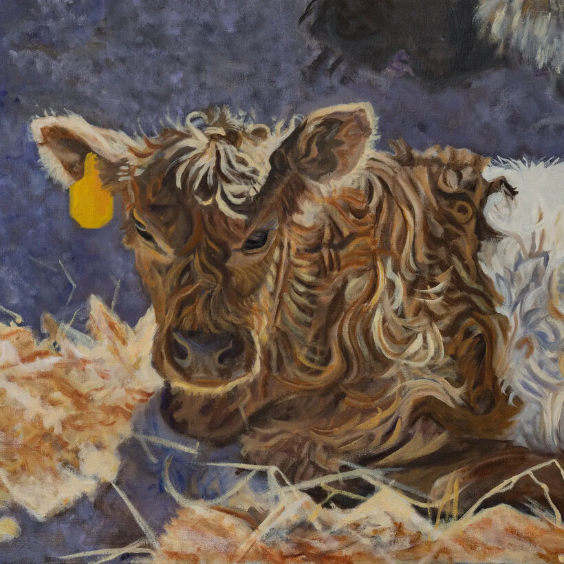 Beautiful painting of a Belted Galloway Calf