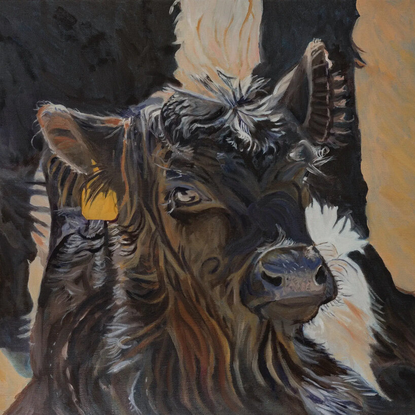 Front view painting of a Belted Galloway Calf