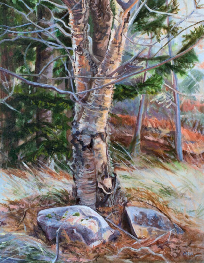 Tree with rocks in a forest setting.