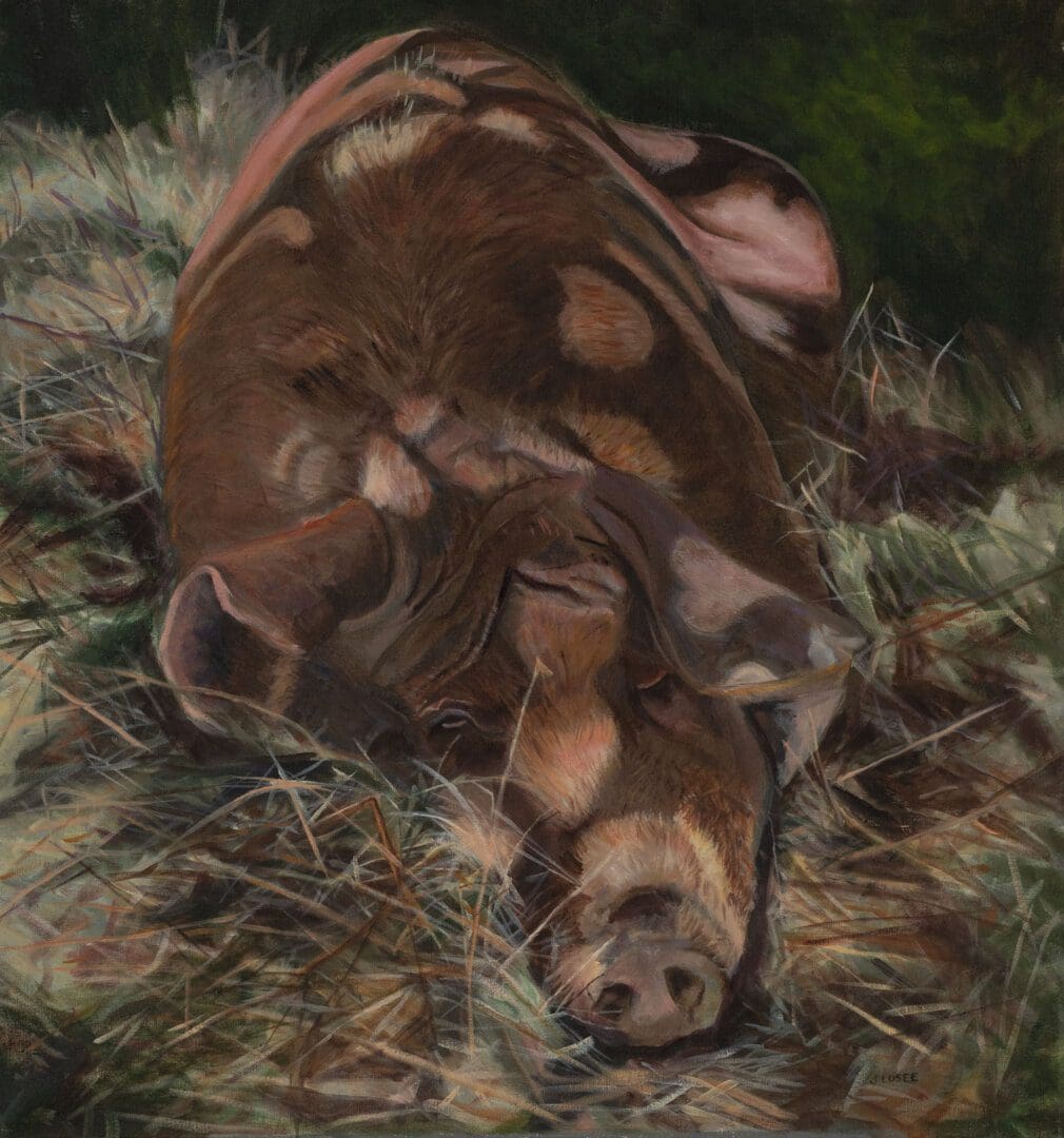 Pig resting on a bed of hay.