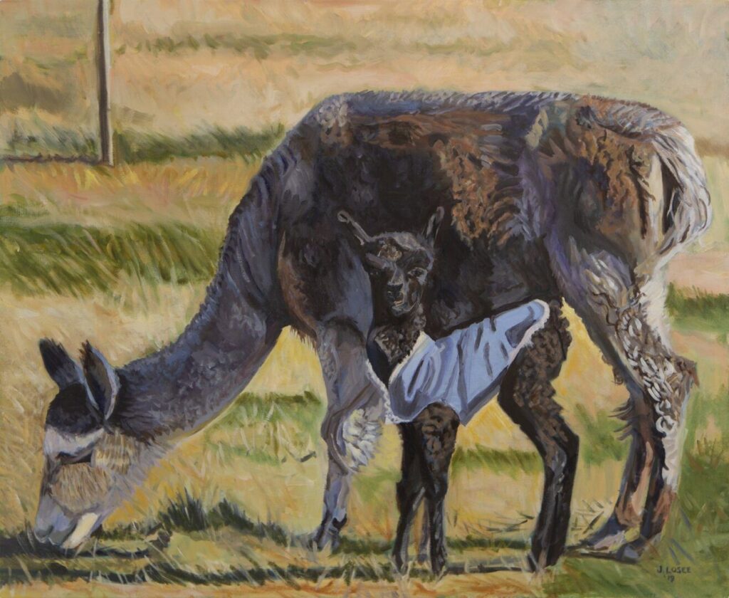 Alpaca with cria wearing a blanket, grazing.