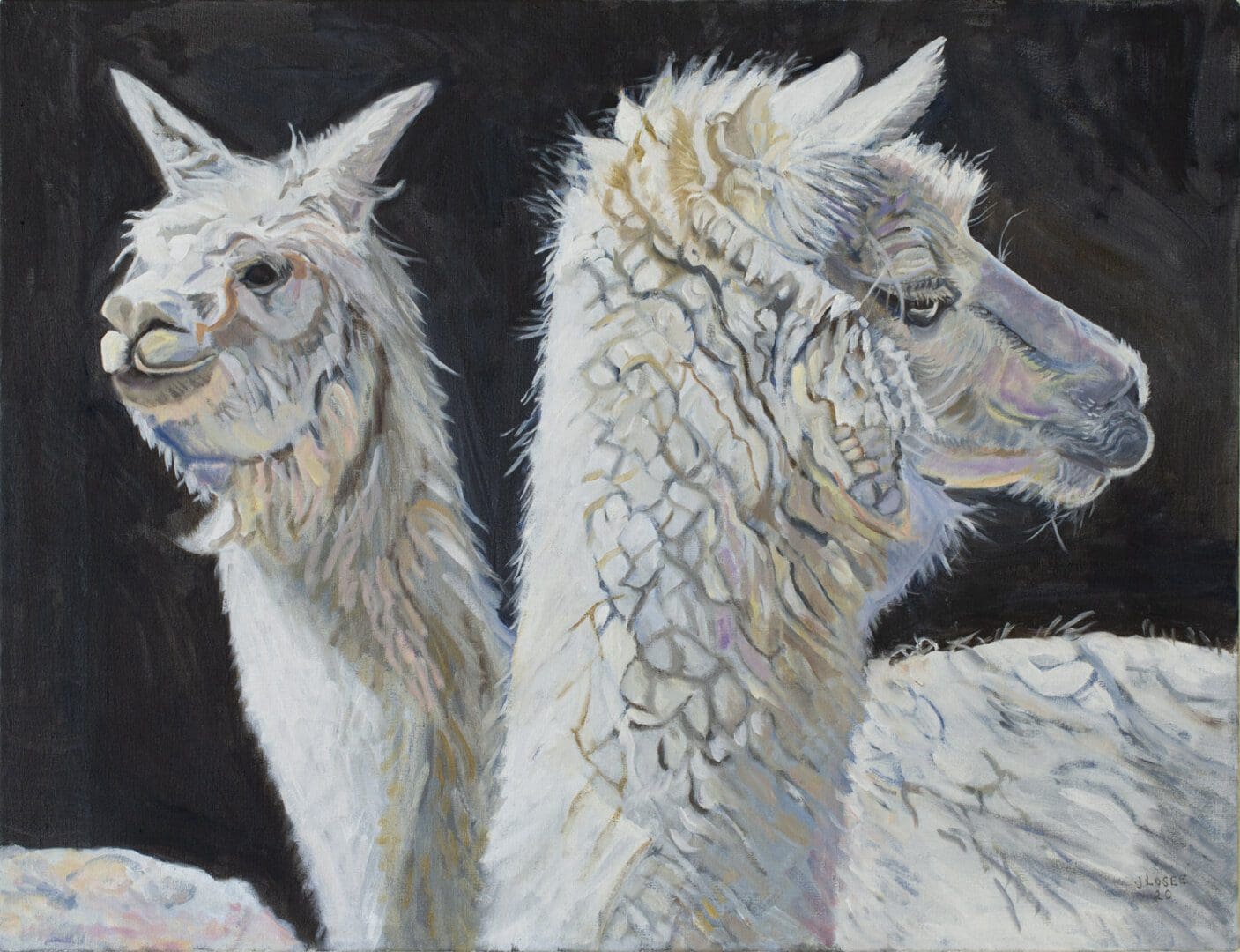 Two alpacas with textured white fur.