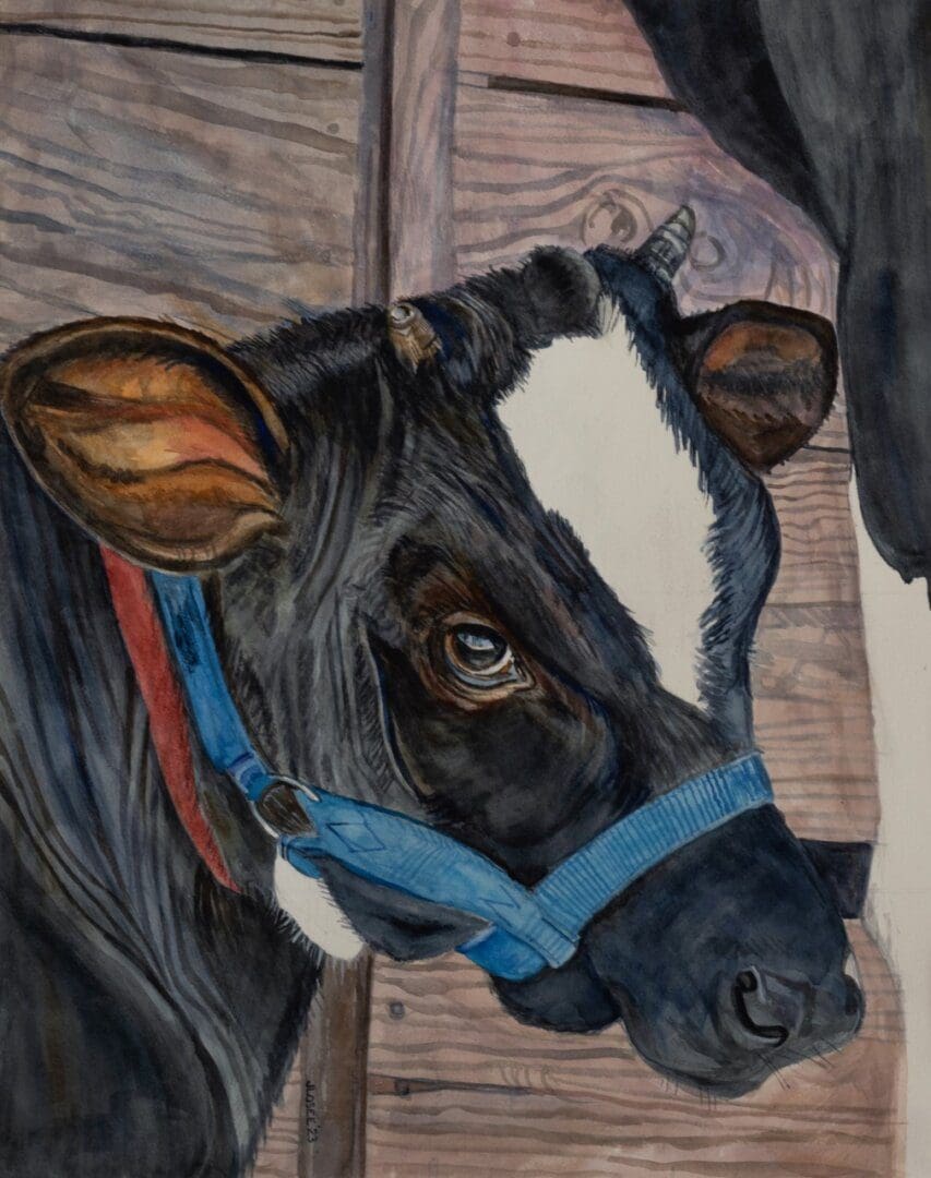 Cow with blue halter in stable.