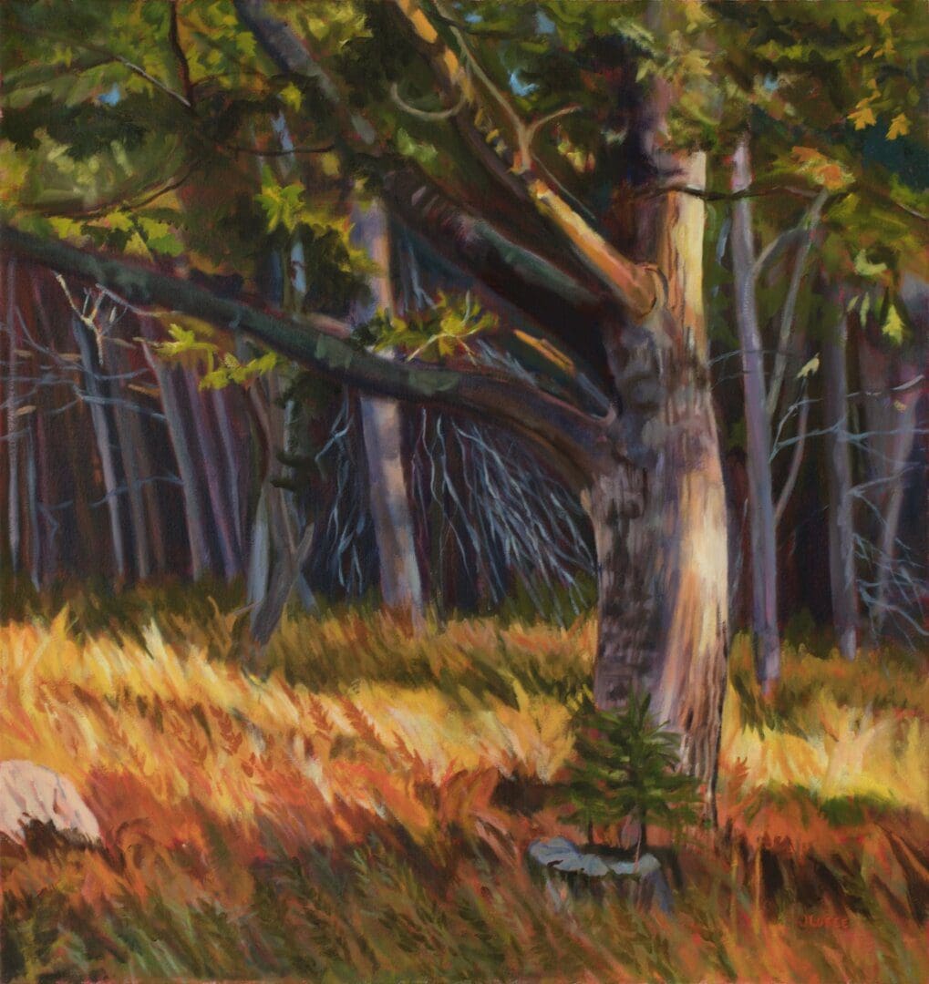 Forest scene with sunlight and tall trees.