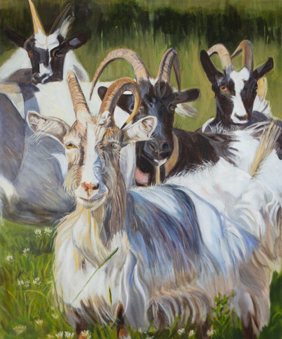Four goats standing in a grassy field.