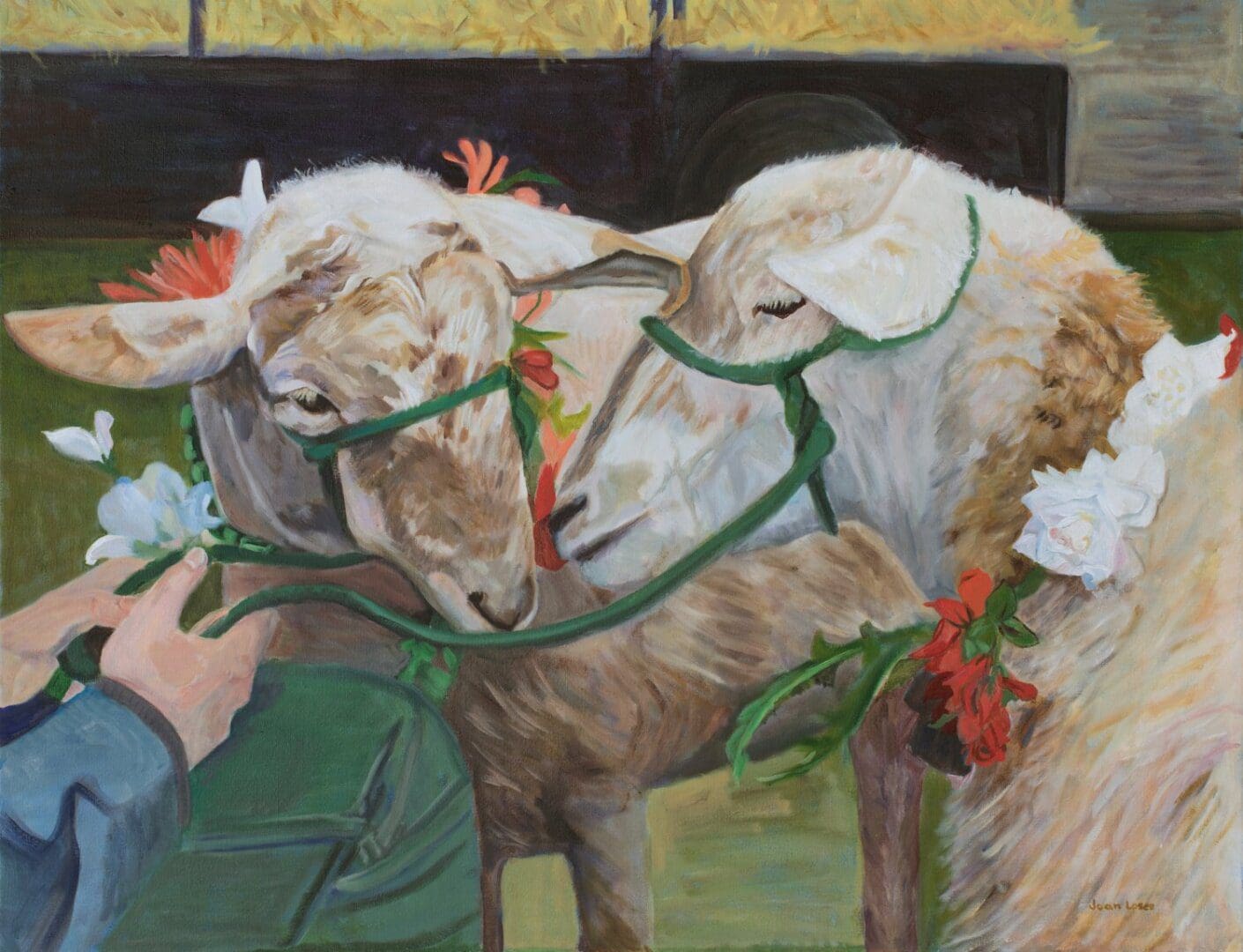Sheep adorned with flowers and green halters.