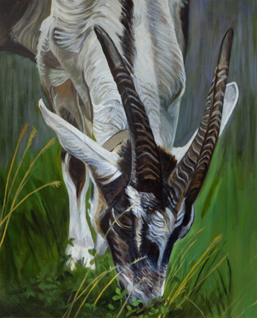 Antelope grazing on lush green grass.