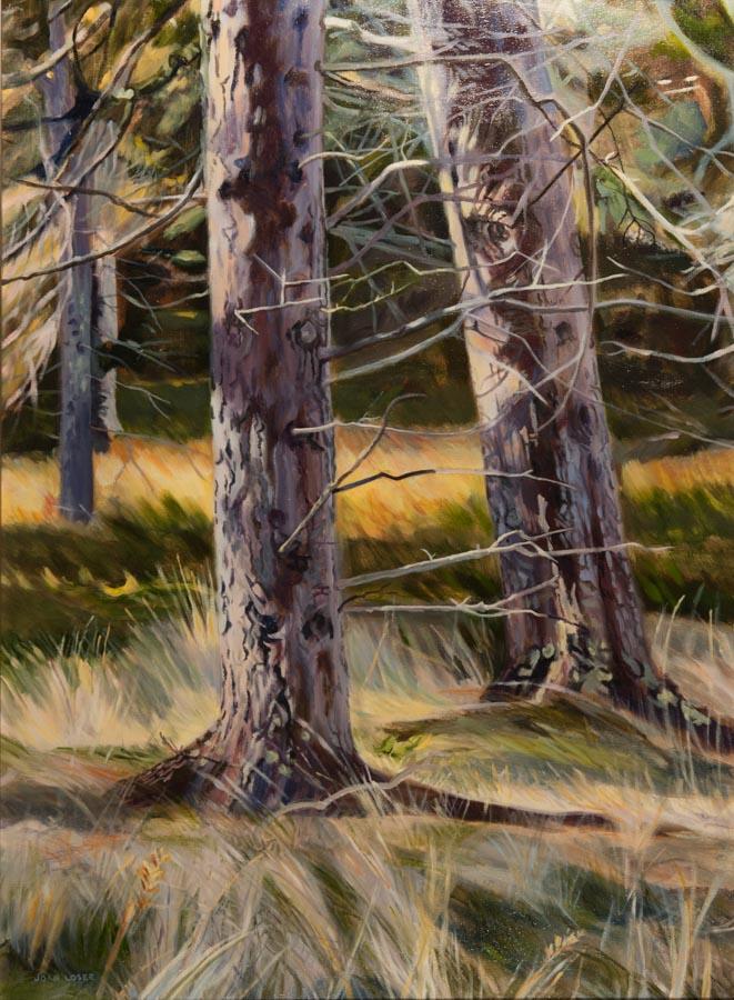 Trees in a sunlit forest scene.