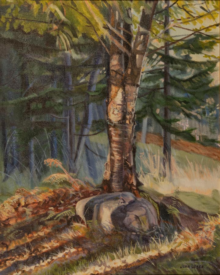 Tree and rocks in a sunlit forest.