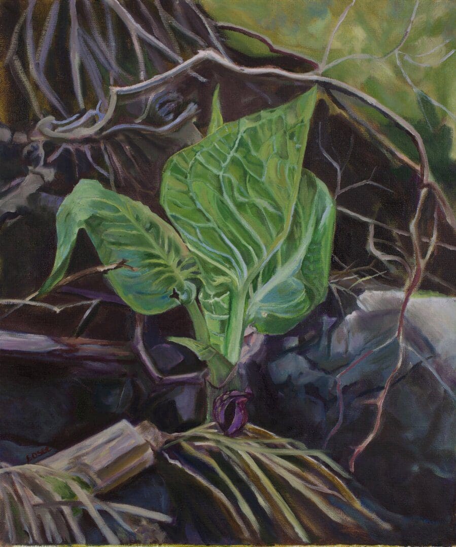 Green plant among tangled roots and branches.