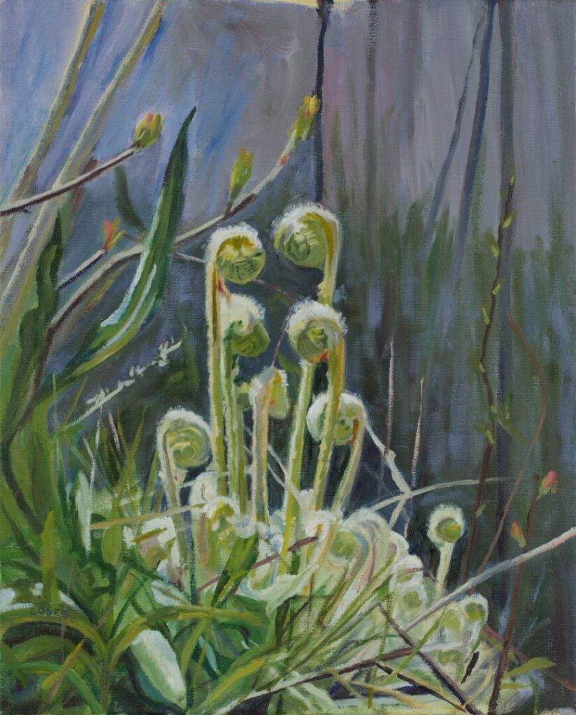 Fiddlehead ferns in a natural setting.