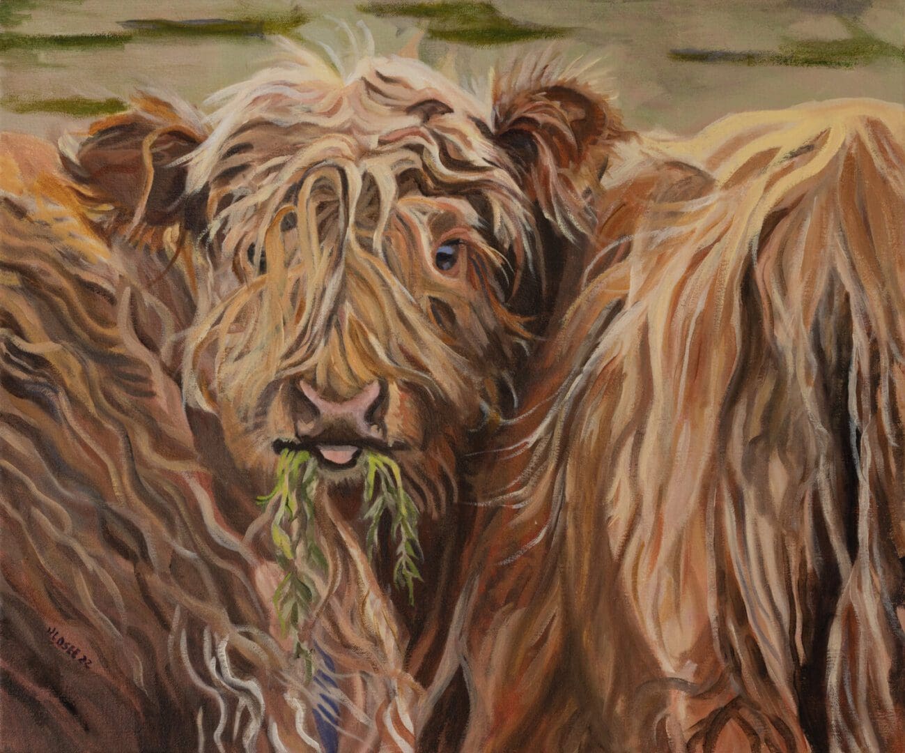 Shaggy highland cow eating green grass.