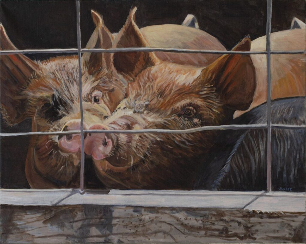 Pigs behind a metal fence, close-up.