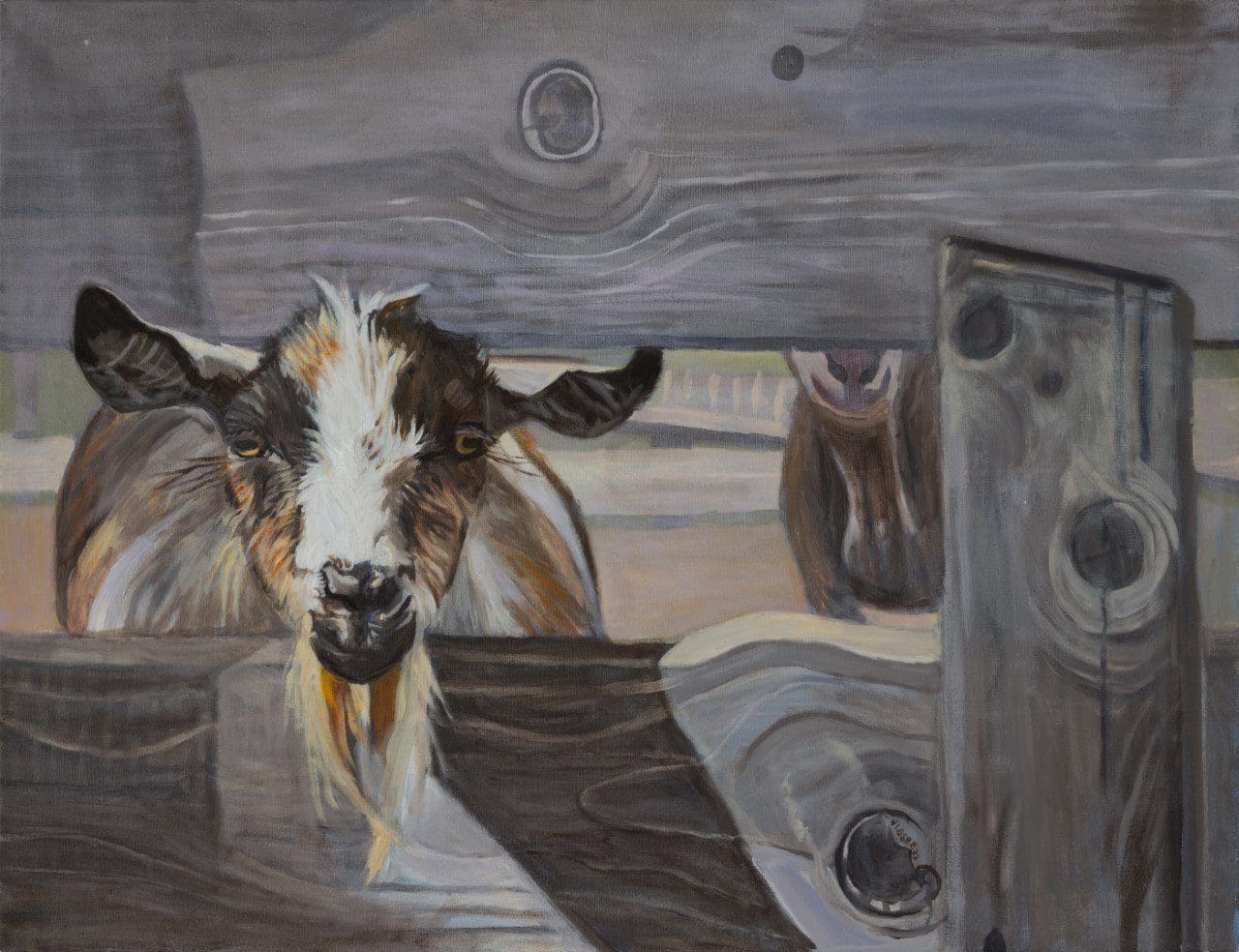 Goat peering through wooden fence slats.