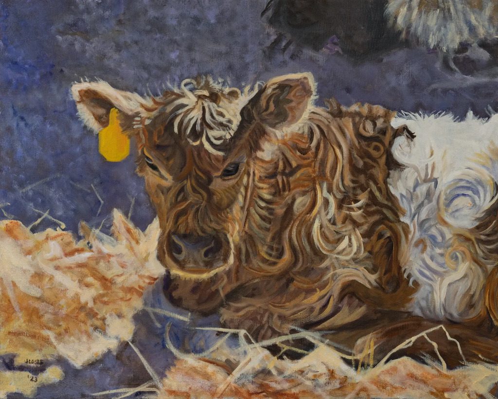 Calf resting on straw with yellow tag.