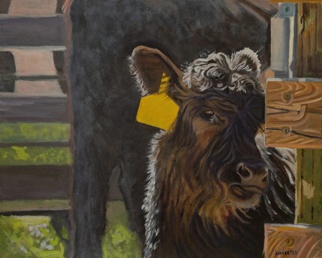 Cow with yellow ear tag in pen.