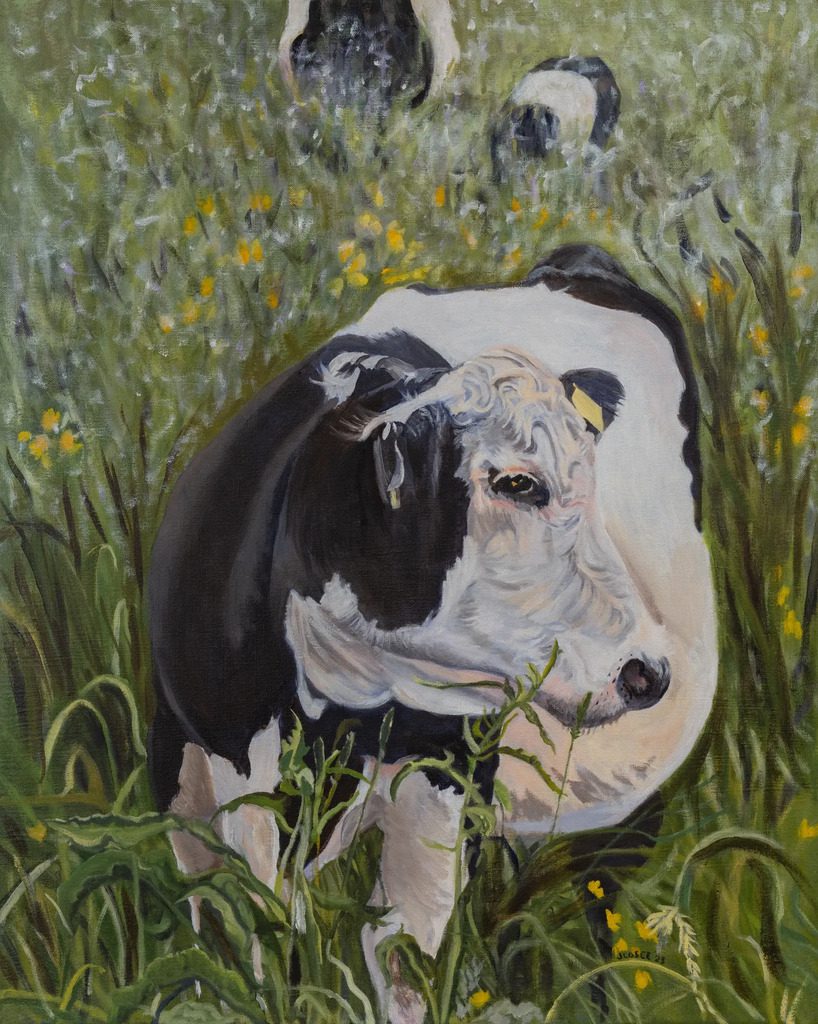 Cow in a field with yellow flowers.