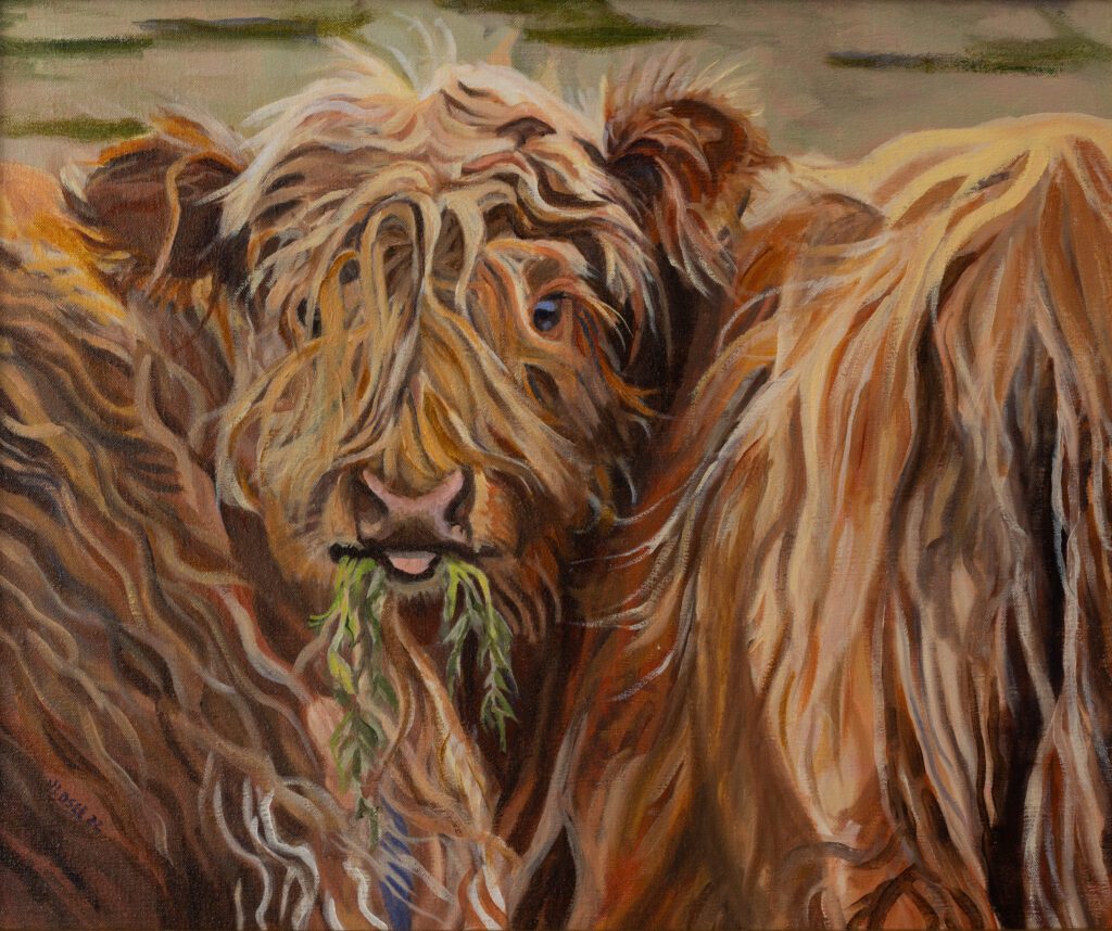 Scottish Highland Calf 20_x24_ Oil on Linen
