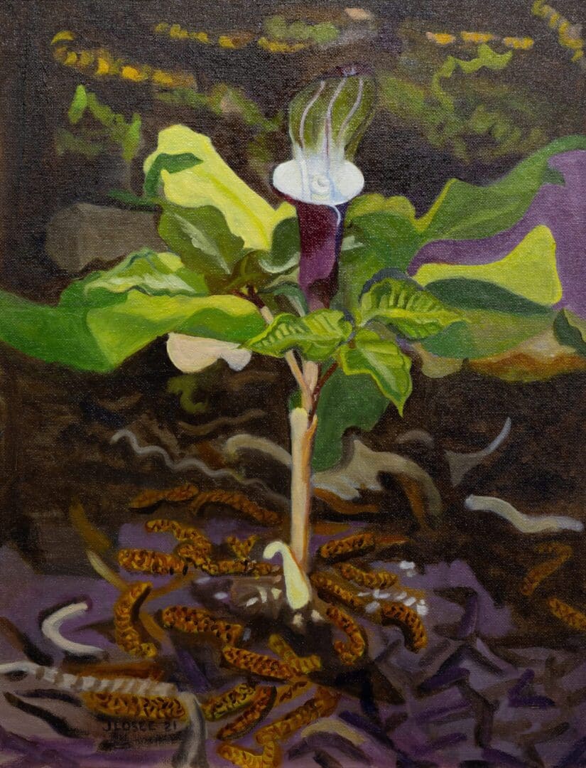 White Jack in the Pulpit 16_x20_ Oil on Canvas