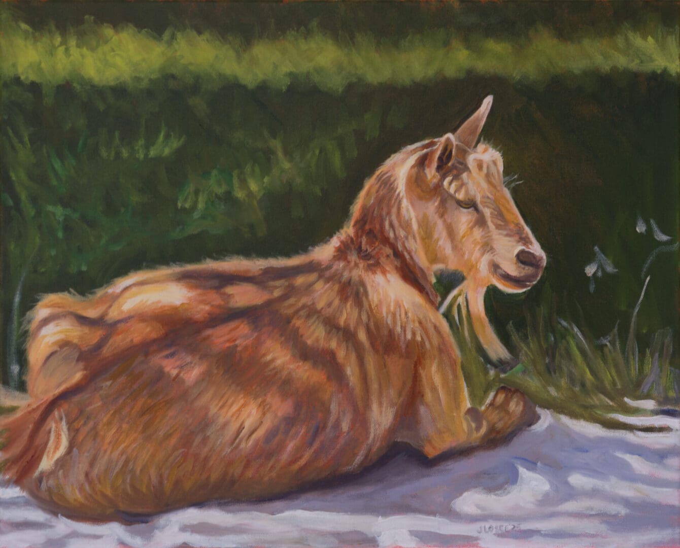 Goat at Rest 20X16 Oil on Canvas
