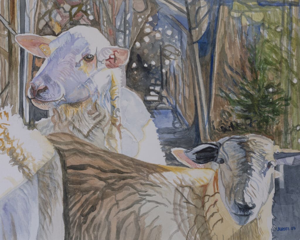 Sheep 19 1-2x15 1-2 Watercolor