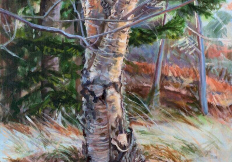 Tree with rocks in a forest setting.
