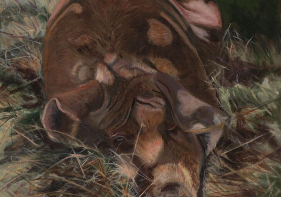 Pig resting on a bed of hay.