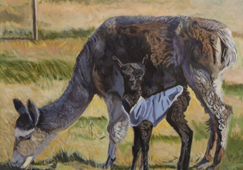 Alpaca with cria wearing a blanket, grazing.