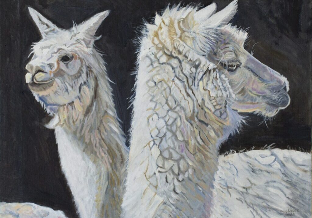 Two alpacas with textured white fur.
