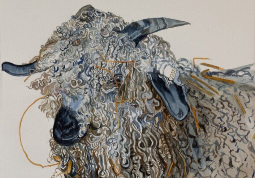 Curly-haired goat with detailed horns illustration.