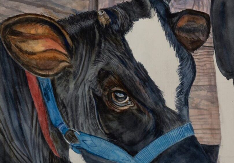Cow with blue halter in stable.
