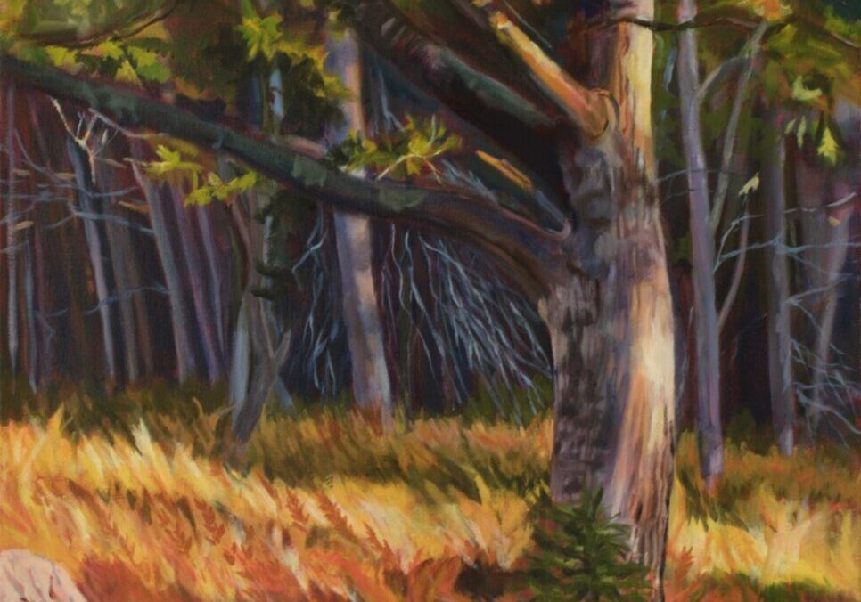 Forest scene with sunlight and tall trees.