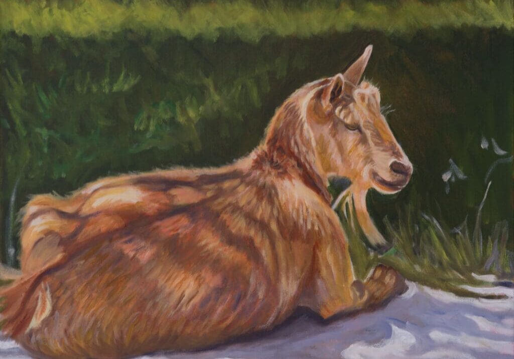 Goat at Rest 20X16 Oil on Canvas