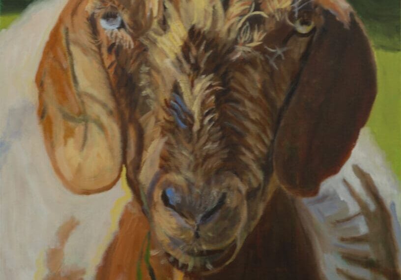 Goat in Shadow 16X20 Oil on Canvas