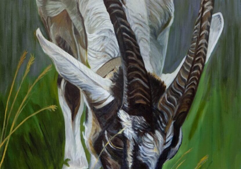 Antelope grazing on lush green grass.