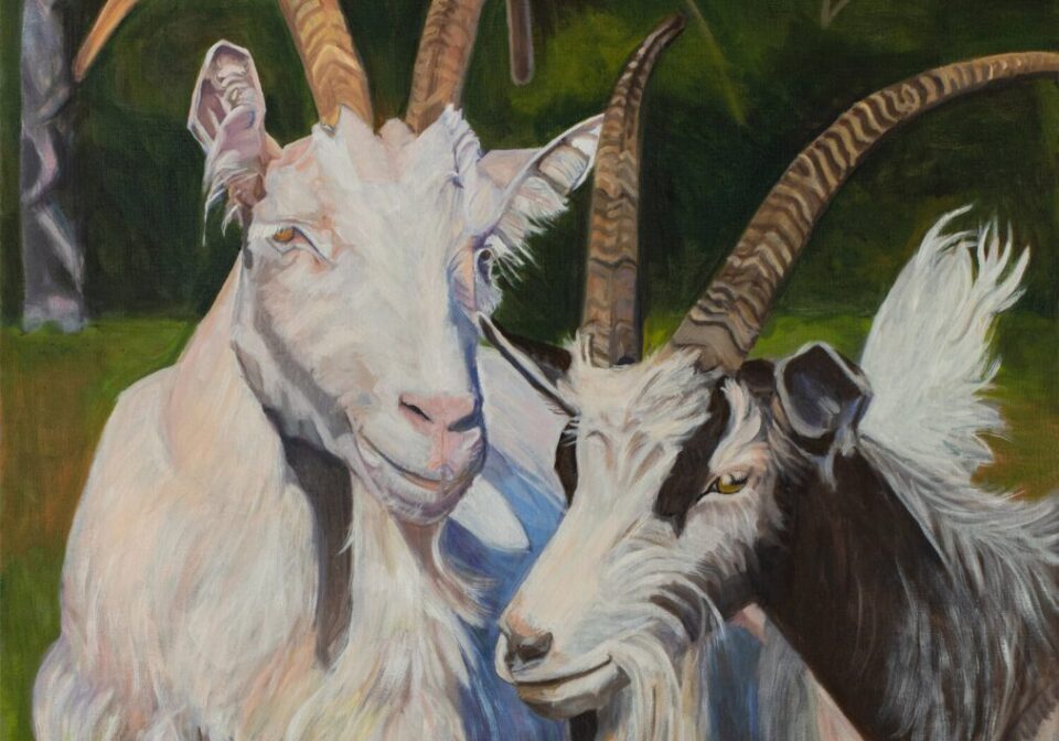 Two goats with large horns in nature.