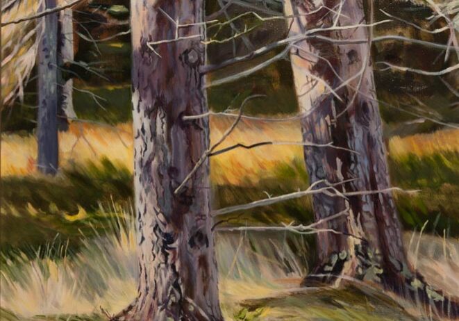 Trees in a sunlit forest scene.