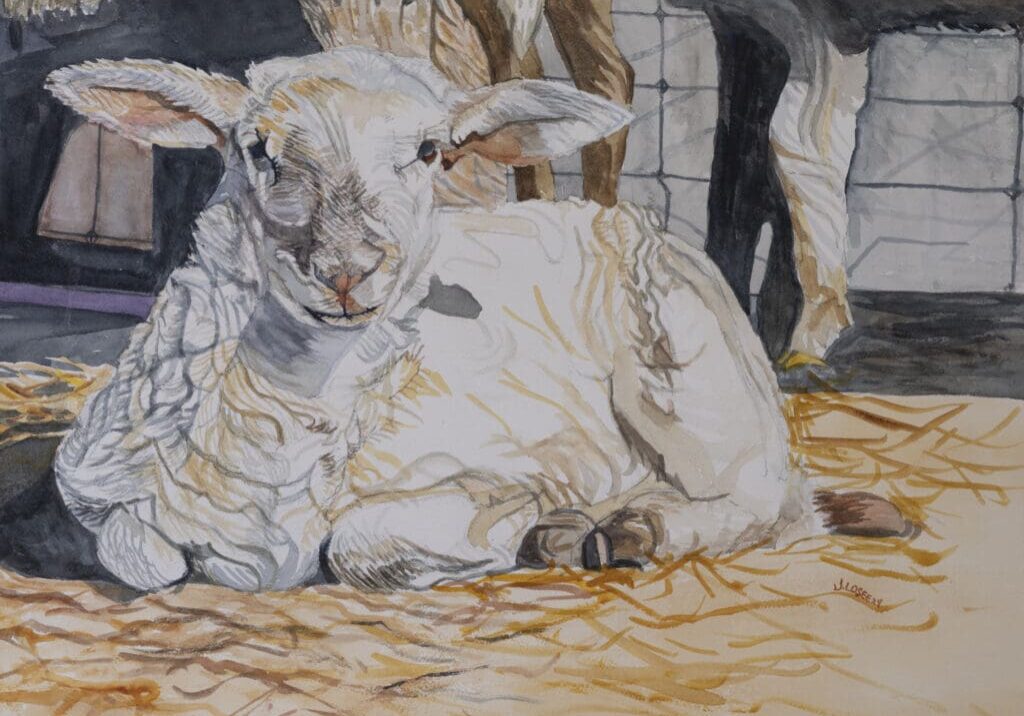 Lamb Resting 18 1-2x14 Watercolor