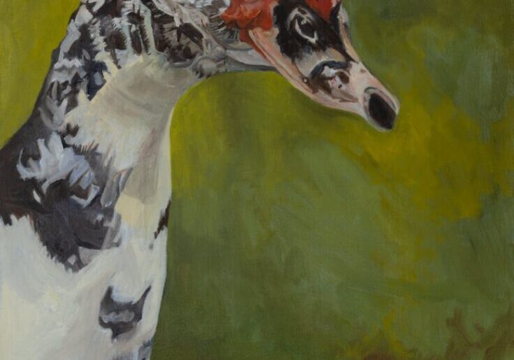 Duck with vibrant red and black markings.