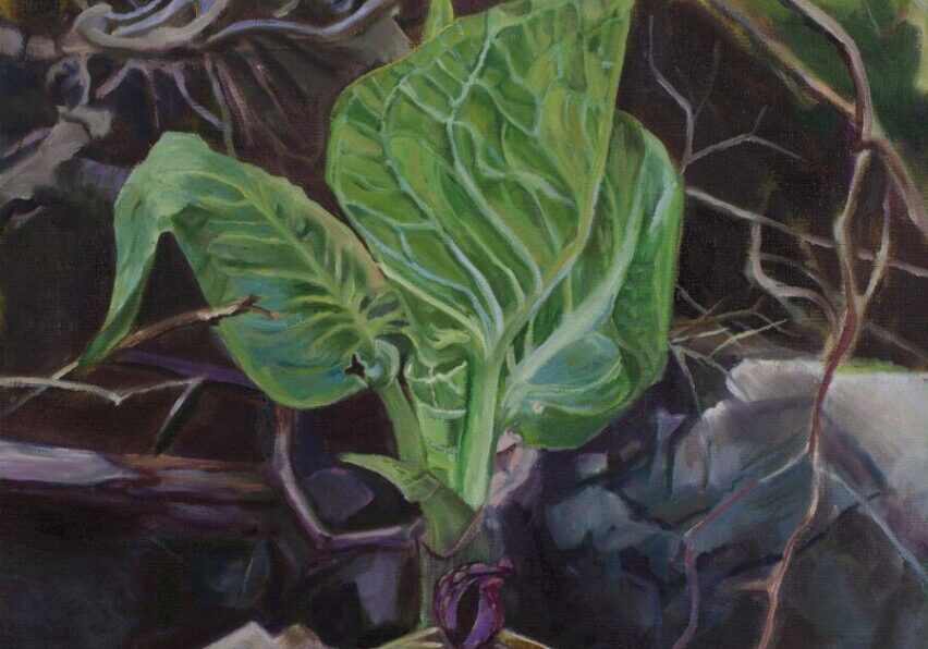 Green plant among tangled roots and branches.
