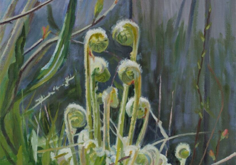 Fiddlehead ferns in a natural setting.