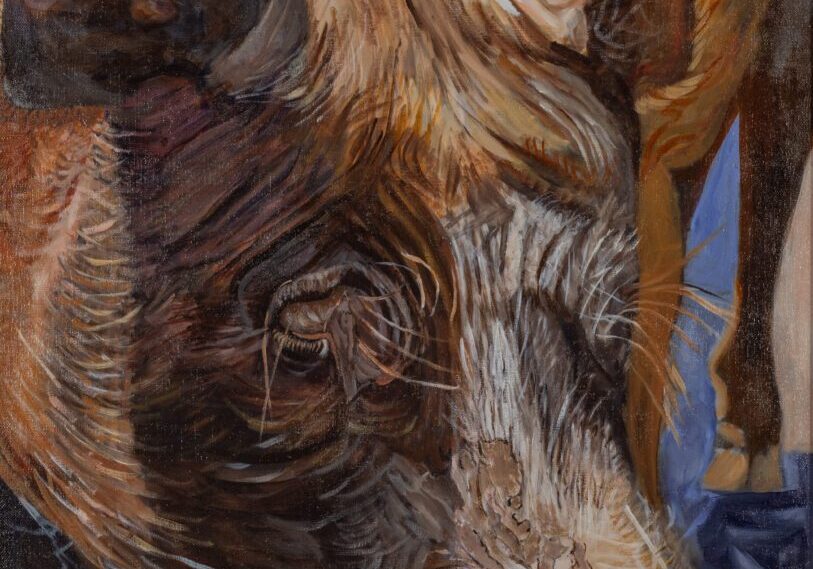 Portrait of a Sow 24_x30_ Oil on Canvas