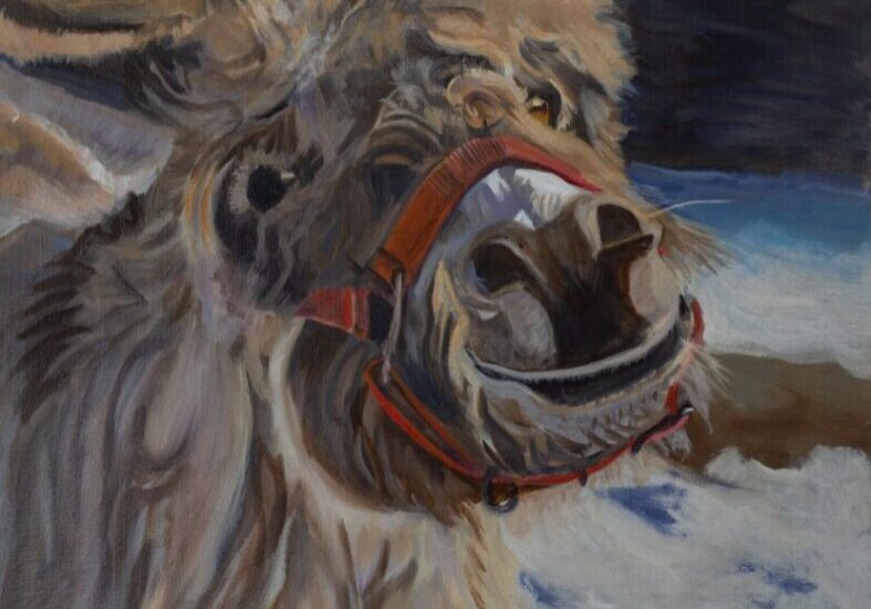 Smiling llama with halter in snowy landscape.