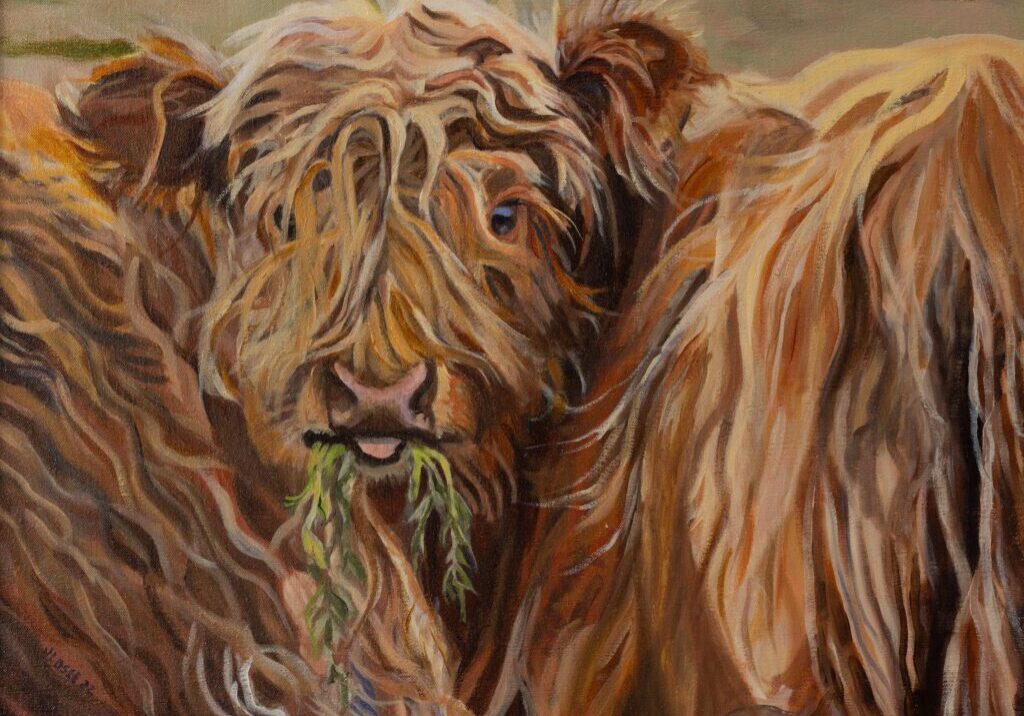 Scottish Highland Calf 20_x24_ Oil on Linen