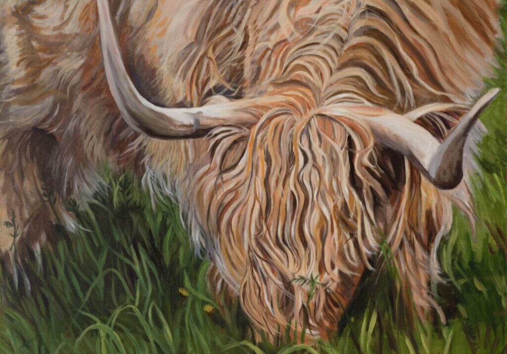 Highland cow grazing in lush green grass.